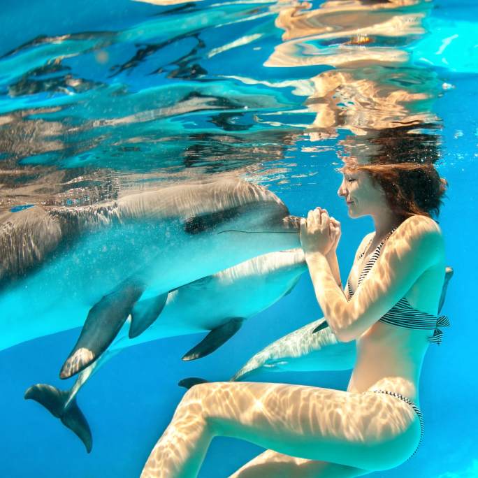 Swim With The Dolphins in Freeport Bahamas